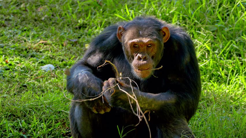 African Chimpanzee Eating Dried Twigs (Pan troglodytes) In Uganda, Africa. Close-up Shot