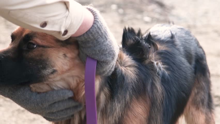 man walking with his German shepherd dog outdoors, putting a leash on the dog