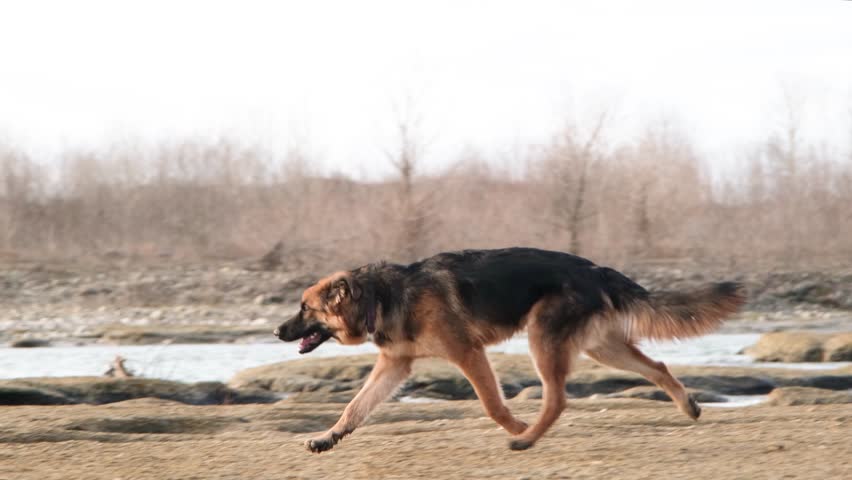 Long-haired German shepherd runs after birds , slow motion