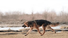 Long-haired German shepherd runs after birds , slow motion - Powered by Shutterstock - Get 15% off with code: PIKWIZARD15