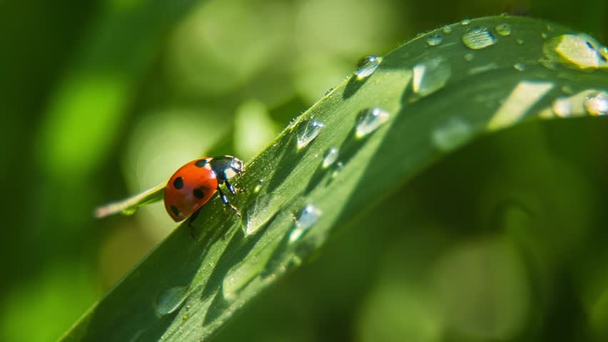 A ladybug on a leaf with water drops in nature macro shot close up