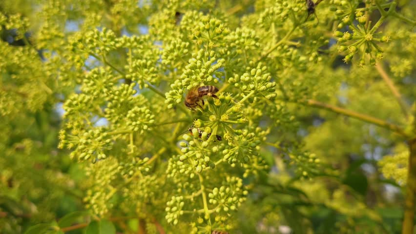 Close-up of honey bee pollinating wild parsnip on a sunny day with Ailanthus webworm close by