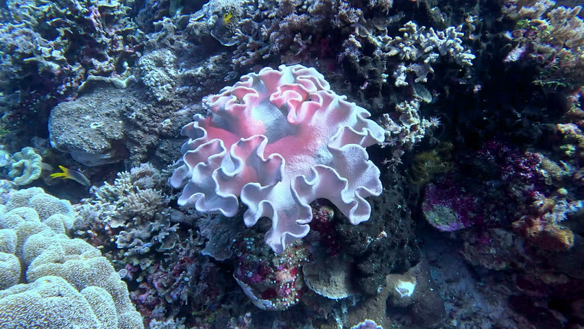 Toadstool coral grows on a reef in Indonesia's "coral triangle".
