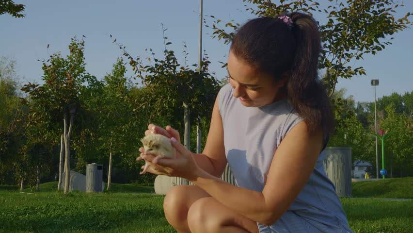 Female hands holding little white hedgehog on lawn background in morning park