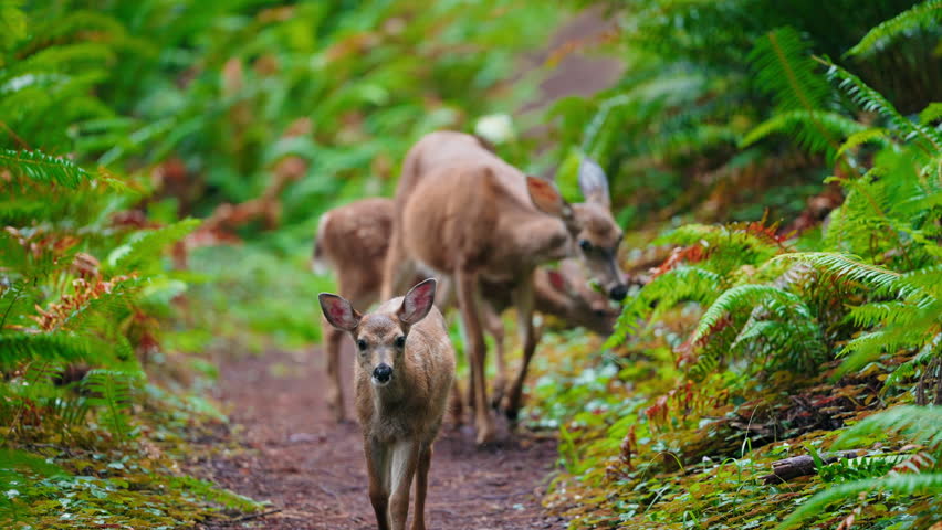 A baby deer stands amidst lush greenery, its curious eyes locked on the camera while grazing gently, surrounded by the serene beauty of a vibrant forest.