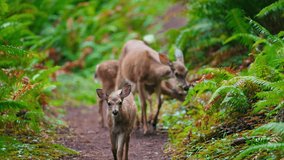 A baby deer stands amidst lush greenery, its curious eyes locked on the camera while grazing gently, surrounded by the serene beauty of a vibrant forest. - Powered by Shutterstock - Get 15% off with code: PIKWIZARD15