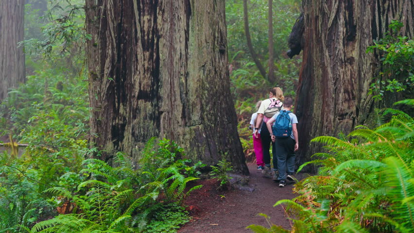 A family strolls beneath the majestic redwoods, sharing moments of awe and connection, as sunlight filters through the towering trees, creating a magical forest adventure.