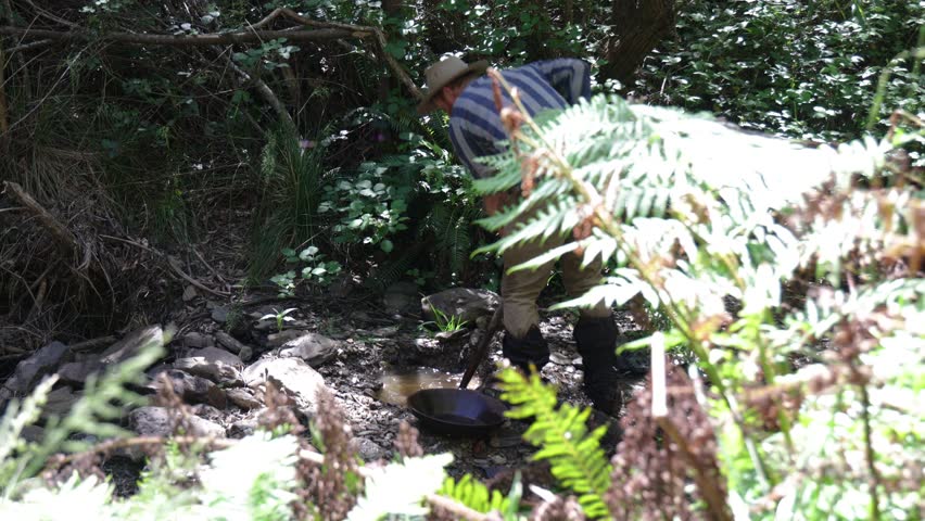 Traditional Australian Gold prospector digging for gold in a pan in a remote forest creek.