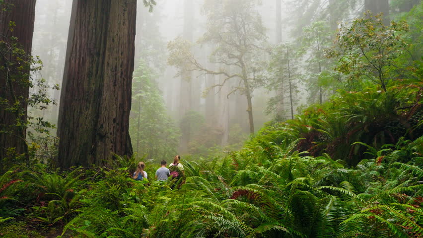A mother and her kids enjoy a day in the forest, surrounded by the towering redwoods, embracing nature's beauty as they walk and explore the serene, majestic landscape together.