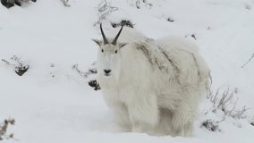 Closeup Of White Mountain Goat During Winter In Whitehorse, Yukon, Canada. - Powered by Shutterstock - Get 15% off with code: PIKWIZARD15