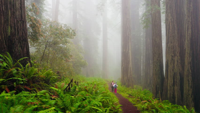 Peaceful walks in the redwoods: A mother and her children explore the serene beauty of towering trees, creating cherished memories in the quiet, majestic forest.