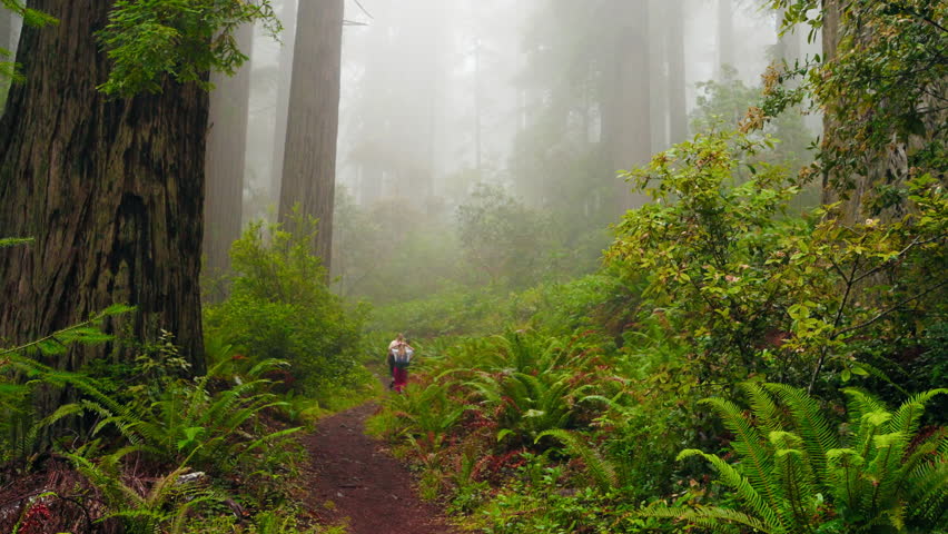 Through the Redwood trails, a mother and her kids explore the ancient trees, surrounded by towering giants, the sunlight filtering through the canopy, creating a serene, timeless experience.