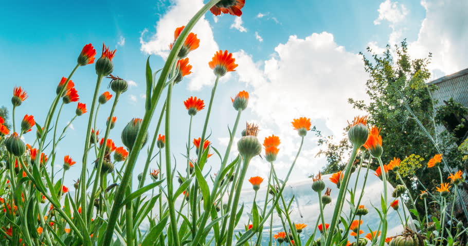 Slider shot Orange Flowers Of Calendula Officinalis. Medicinal Plant. Sunshine direct in camera. Agricultural Landscape. Summer Sky Above Calendula plants. Agricultural Concept Slider motion. Bottom