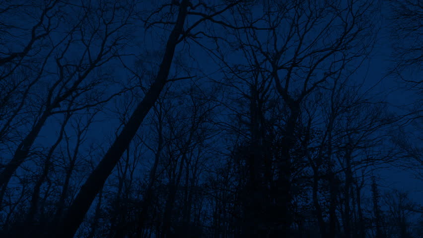 Night Forest Moving POV Under Tall Trees
