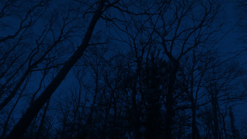 Night Forest Moving POV Under Tall Trees

