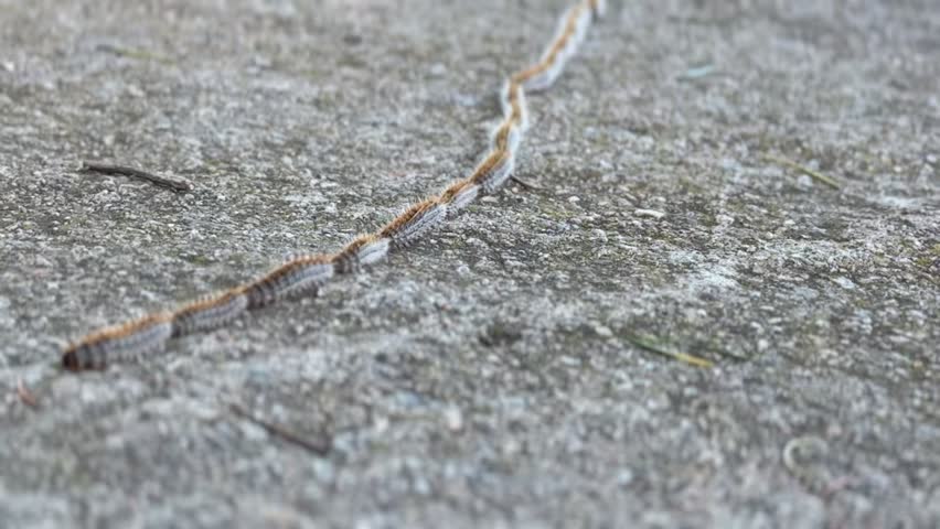 Processionary Caterpillars Crossing the Street.