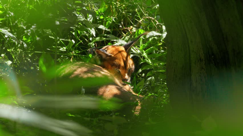 Sleeping Caracal Wild Cat Amongst Green Tropical Plants In Uganda, Africa. Static Shot