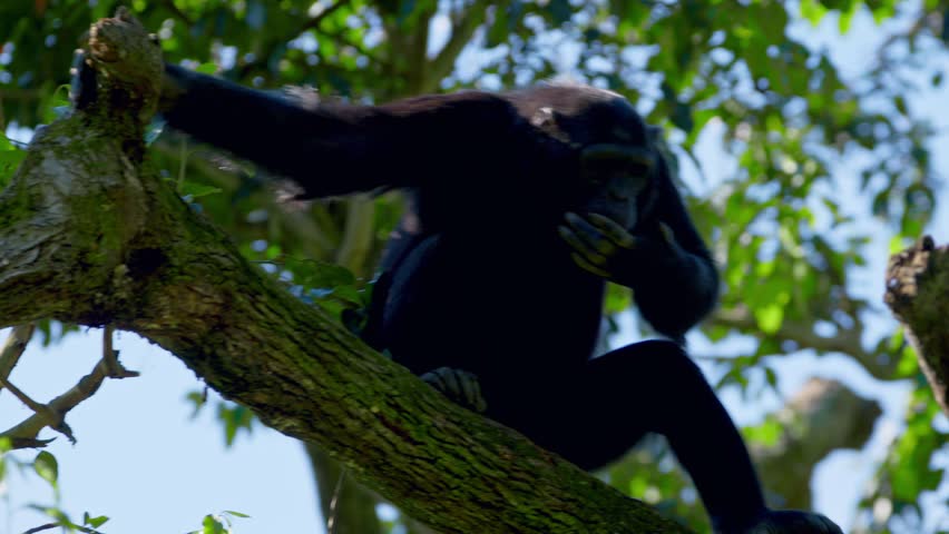 Native African Chimpanzee (Pan troglodytes) Climbing Down Trees In The Forest Of Uganda, Southern Africa. Tracking Shot