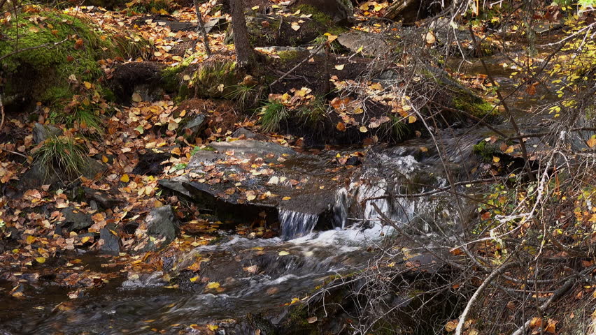 Flowing stream amidst forest floor covered with colorful autumn leaves, highlighting season beauty.