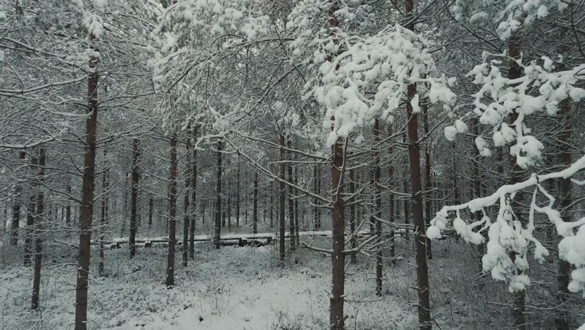 Spruce Forest in Winter. European Nature. Early and Cold Winter Evening With a Snowy Forest. Spruce Trees Covered With White Fluffy Snow. Boardwalk Through Fotrest. Winter in Latvia Aerial Shot
