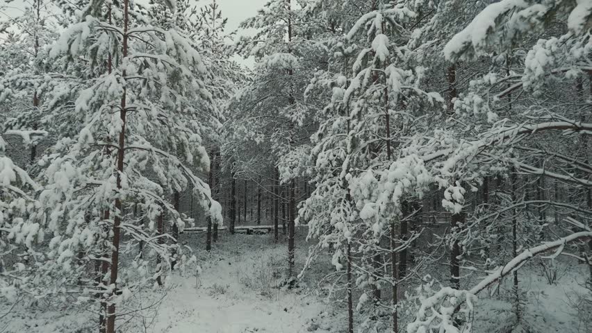 Spruce Forest in Winter. European Nature. Early and Cold Winter Evening With a Snowy Forest. Spruce Trees Covered With White Fluffy Snow. Boardwalk Through Fotrest. Winter in Latvia Aerial Shot