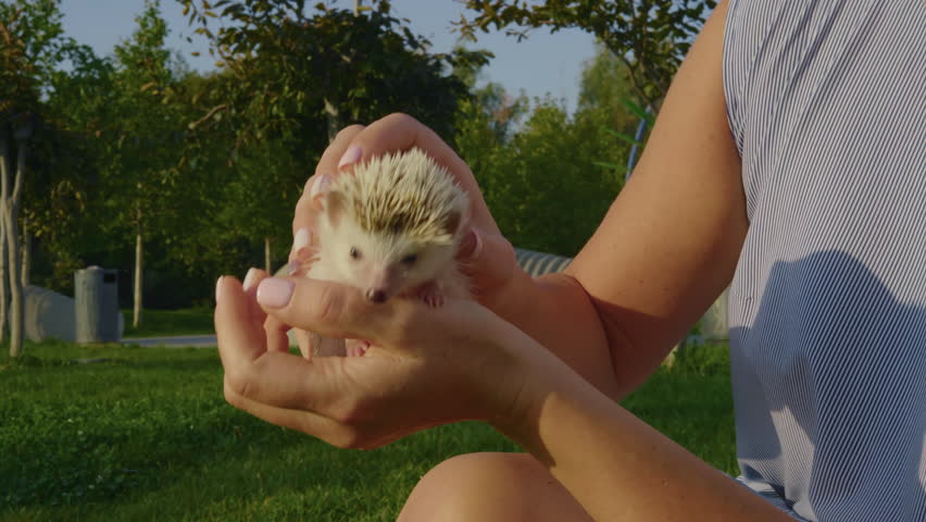 Close-up, female hands trying to hold a frisky African hedgehog who is trying to escape