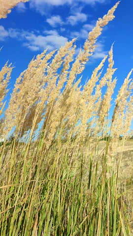 Many brushes of dry feather grass swaying in wind on background of blue sky in field on sunny summer day. Dry field grass, leaves. Common Reed blowing in wind. Wild field nature environment. Vertical