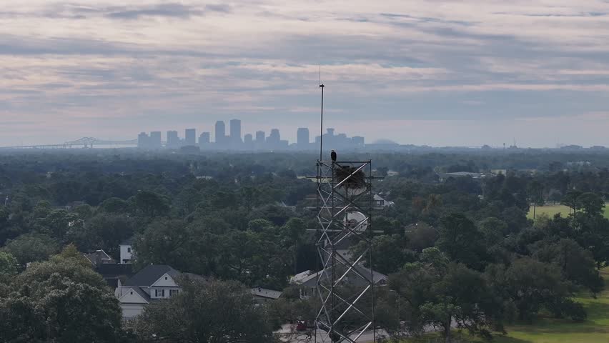 Drone view of eagles perched on a cell tower near the lakefront in New Orleans, Louisiana