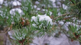 Thawing Snow Clump Falling from Pine Coniferous Tree - Powered by Shutterstock - Get 15% off with code: PIKWIZARD15