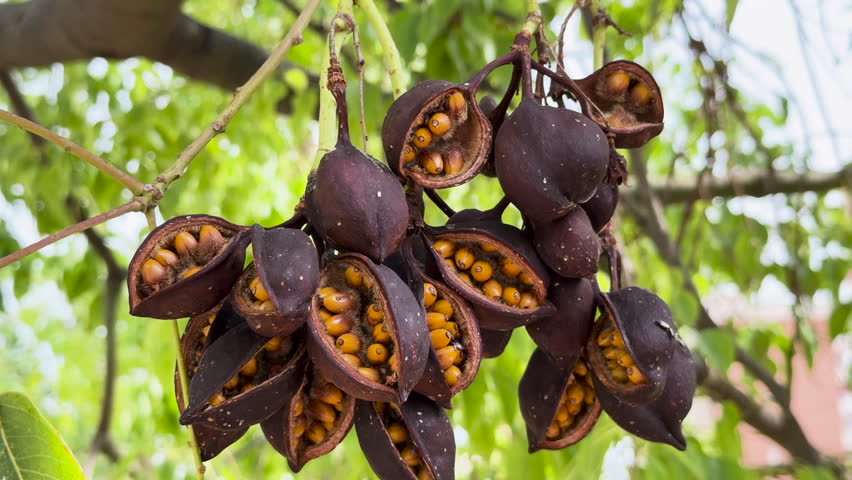 Close-up of Brachychiton populneus seed pods with vibrant green leaves in sunlight