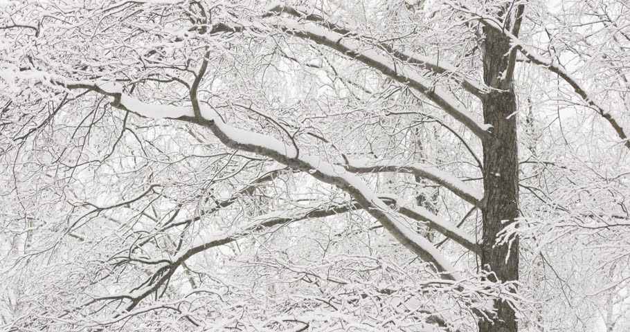 Winter fairy tale in the forest, Upward view of snow-covered tree branches, heavy snowfall in a wild park, large flakes of snow are slowly falling, nobody, snow storm, blizzard