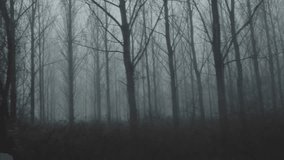 Driving past spooky deciduous forest landscape with bare tree branches in foggy winter morning, 4K handheld footage - Powered by Shutterstock - Get 15% off with code: PIKWIZARD15