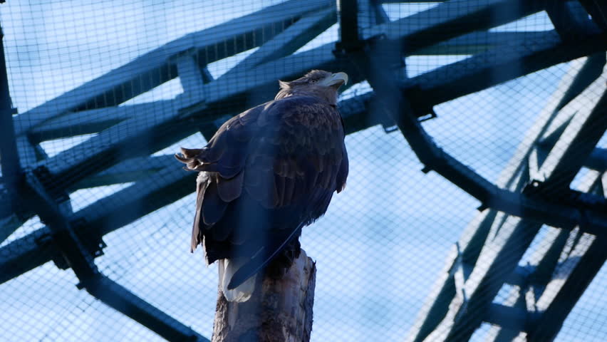 Eagle perched on tree trunk inside enclosed aviary with metal netting. Scene highlights powerful raptor, natural behavior, and wildlife in captivity captured dynamically.