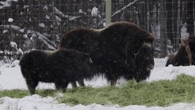 Muskox Mother And Baby In Yukon Wildlife Preserve, Canada. Slow Motion Shot - Powered by Shutterstock - Get 15% off with code: PIKWIZARD15