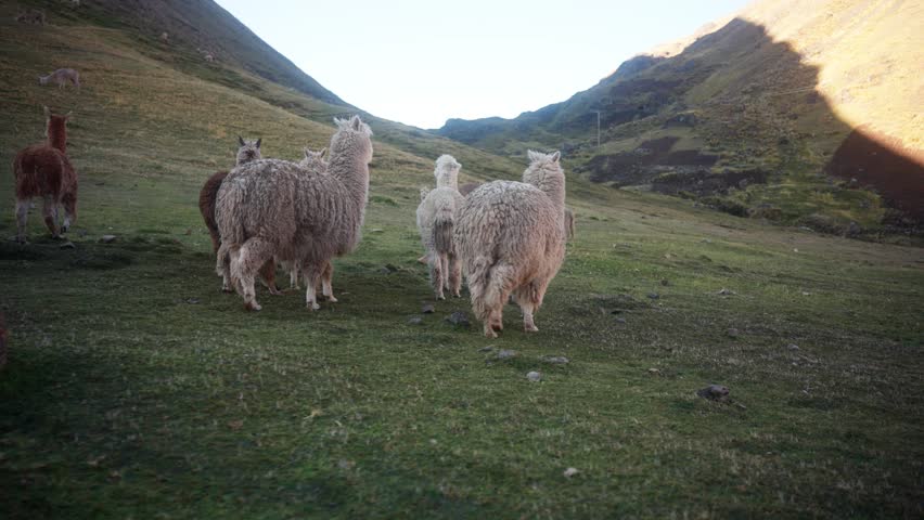 Llamas in the Andean mountains during the early morning light