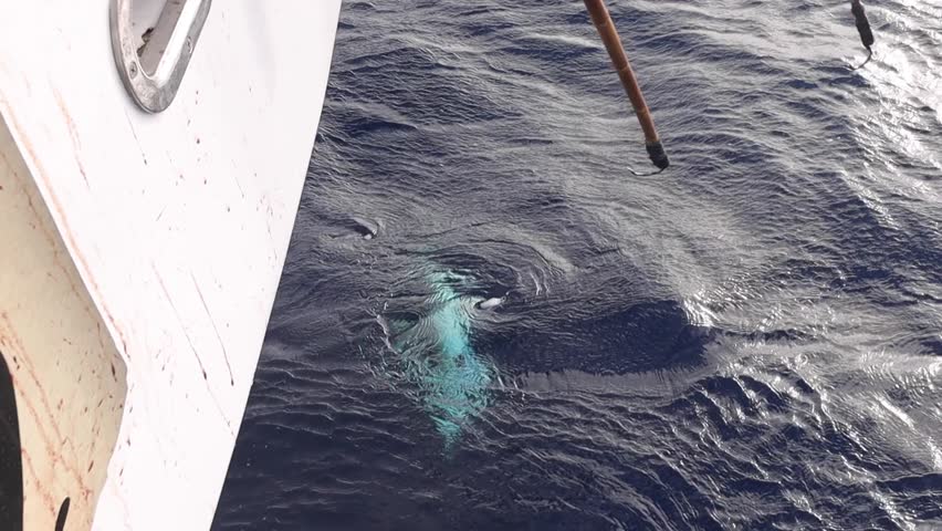 Top-down view of fisherman gaffing a tuna on a sport boat