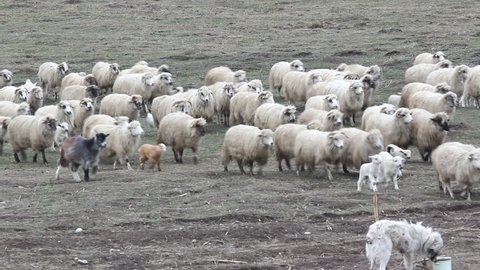 Heard of lambs, sheep, rams, goats passing on the field, dog guarding