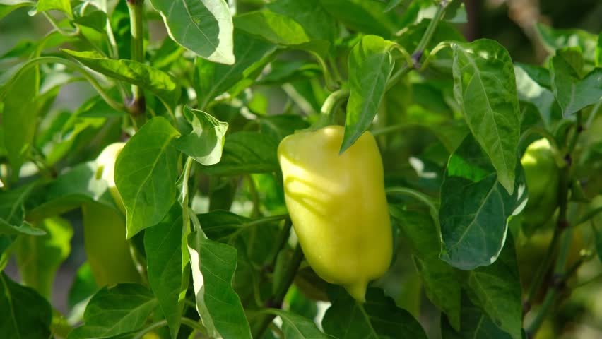 A girl picks sweet peppers from a bush. Harvesting sweet peppers. Autumn harvest
