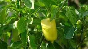 A girl picks sweet peppers from a bush. Harvesting sweet peppers. Autumn harvest - Powered by Shutterstock - Get 15% off with code: PIKWIZARD15