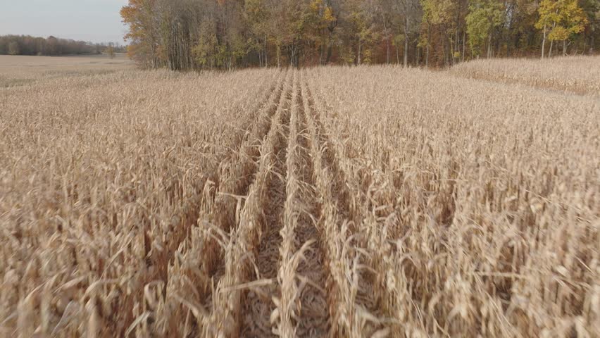 Vivid fall colors and unharvested cornfields captured by drone in Minnesota.