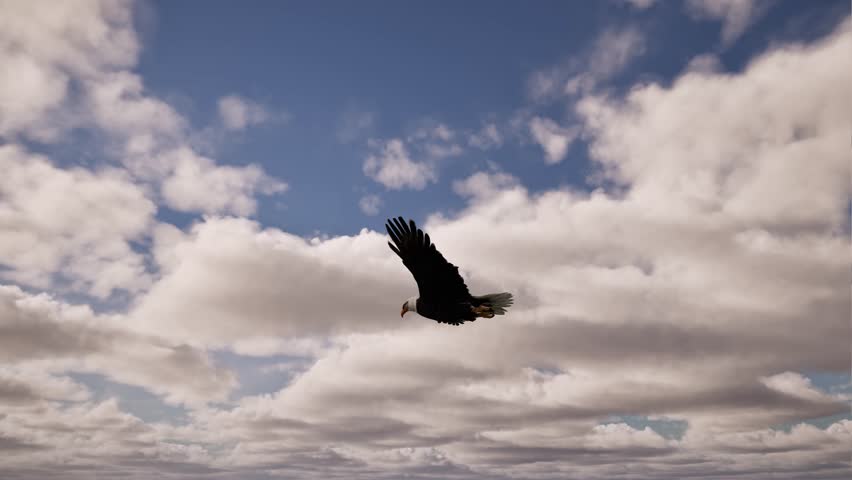 Eagle flying on day time with white puffy clouds moving 3D animation camera rotate