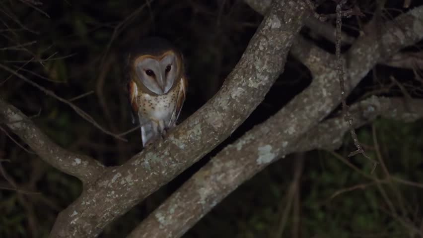 Adorable Western Barn Owl perched in tree branch at night, looking out