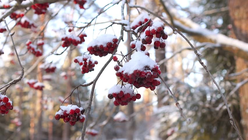 Bright red rowan berries on snow-laden branches during a chilly winter day. Frosty scene captures the striking contrast between the vivid berries and the soft white snow.