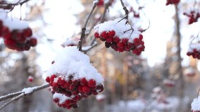 Bright red rowan berries on snow-laden branches during a chilly winter day. Frosty scene captures the striking contrast between the vivid berries and the soft white snow. - Powered by Shutterstock - Get 15% off with code: PIKWIZARD15