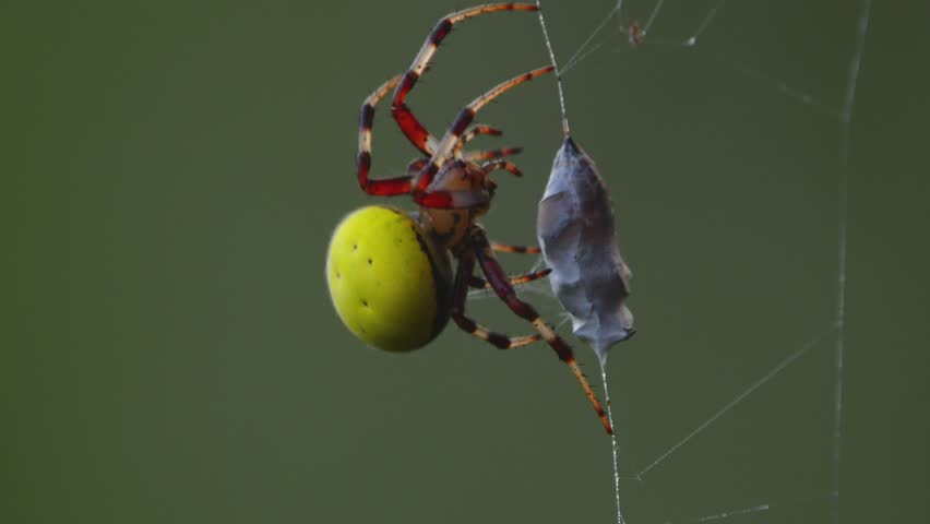 Closeup yellow colored Spider wrapping its prey with the silk web and moving up