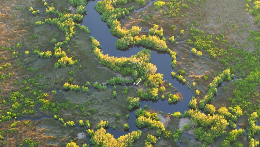 Florida wetlands with flocks of white egret and heron birds flying over green swamp vegetation between river waters. Wildlife in protected natural habitat