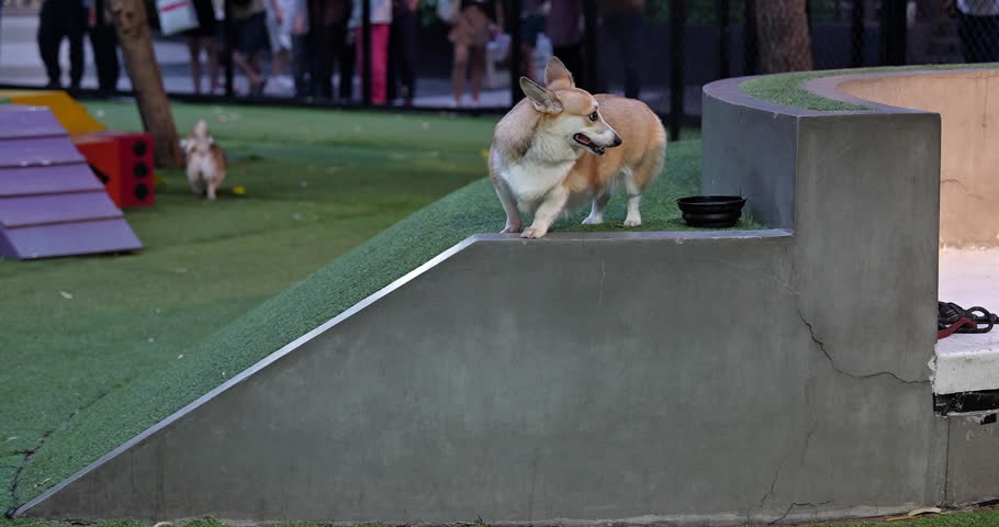 Pembroke Welsh Corgi dog at the dog park