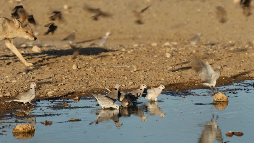 A black-backed jackal (Canis mesomelas) stalking birds drinking at a waterhole, Kalahari desert, South Africa