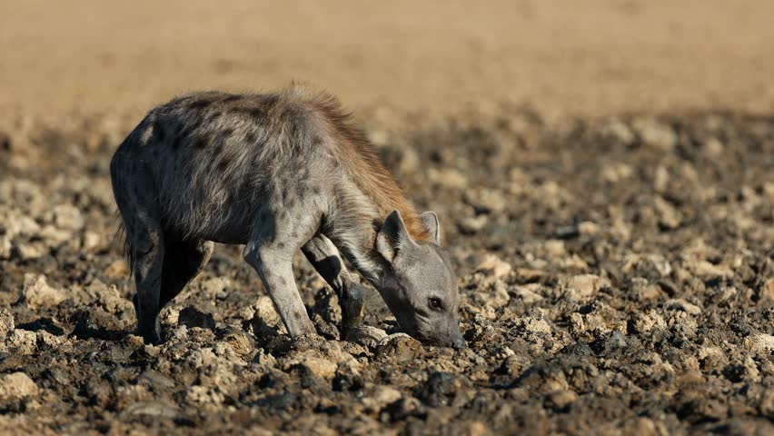 A spotted hyena (Crocuta crocuta) in a muddy waterhole, Kalahari desert, South Africa