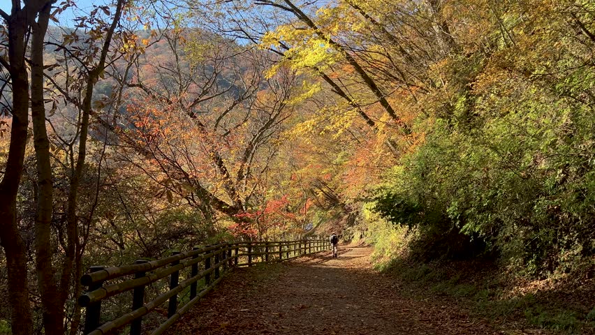 Old solo hiker walking through autumn color forest